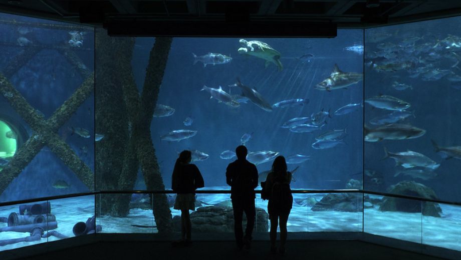 wp-content/uploads/guide-to-the-new-orleans-aquarium.jpg