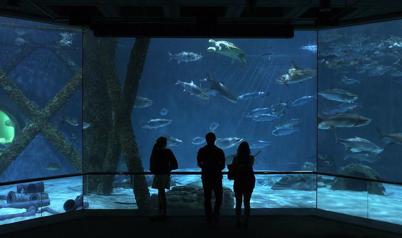 Guide to the New Orleans Aquarium