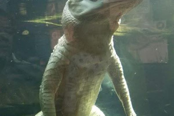 Audubon Aquarium of the Americas